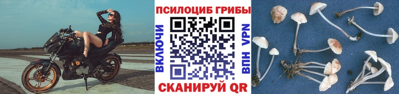 Псилоцибиновые грибы мицелий  Купить где  Павловск 